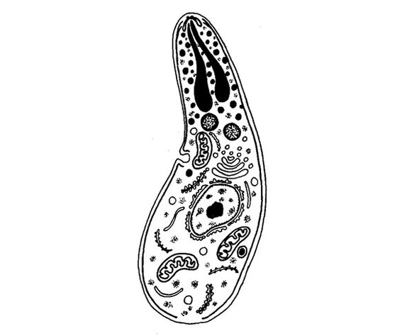 Protozoal parasites