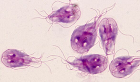 the simplest lambia parasites in the human body