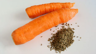 Carrots-seeds of parasites